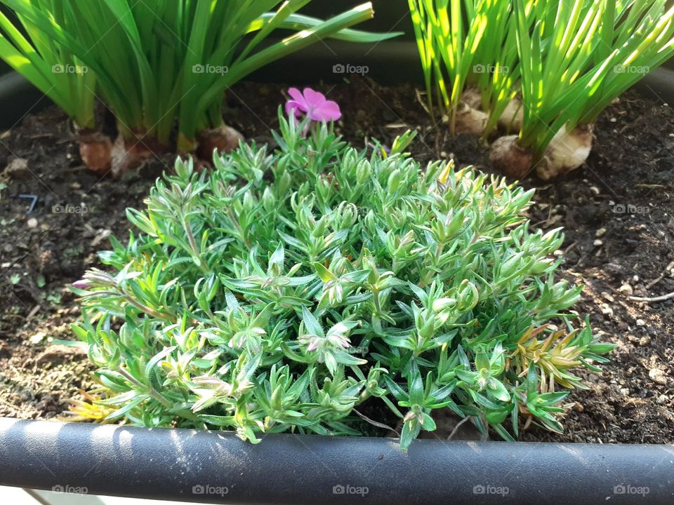 I planted plants on the balcony