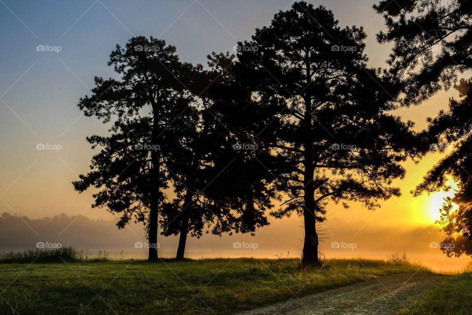 Sun rises on the far side of the loblolly pines. 