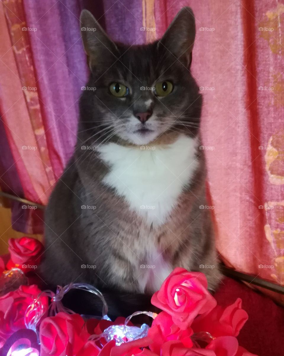 Cat, Cute, Kitten, Pet, Portrait