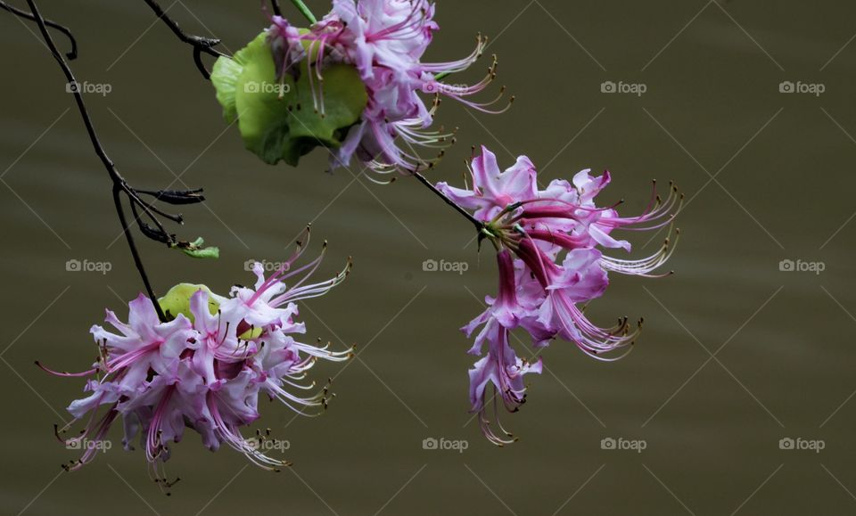 Soft pink and lacy white
