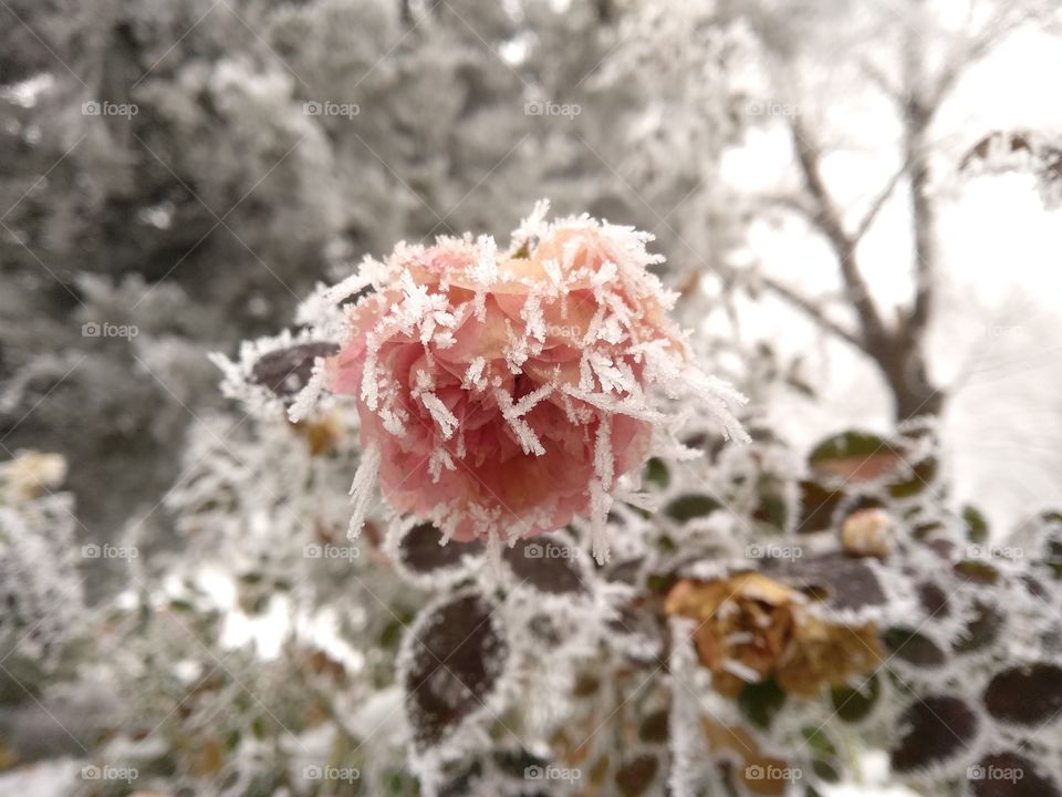 Winter Rose