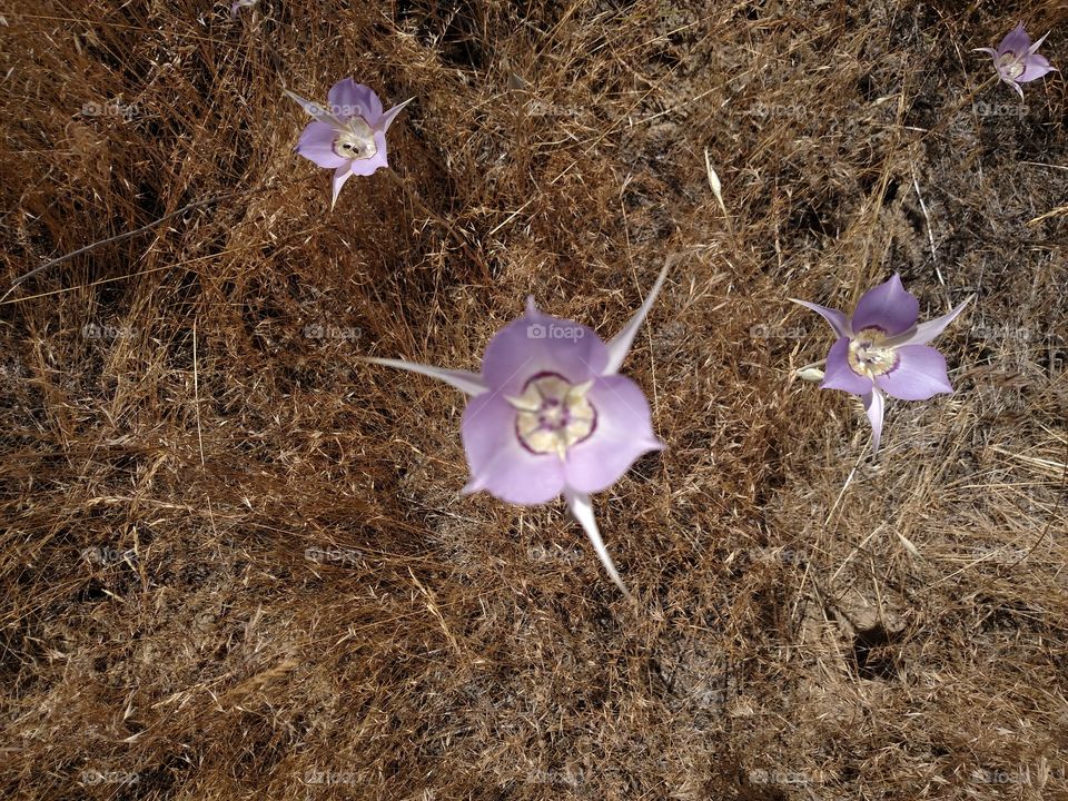 Desert flowers.