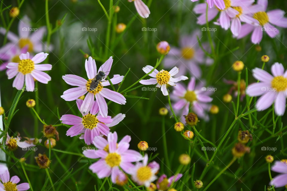 bee on cosmos