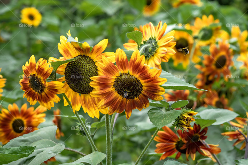 sunflowers bees and bumblebees