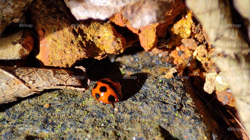 Ladybug in sunlight