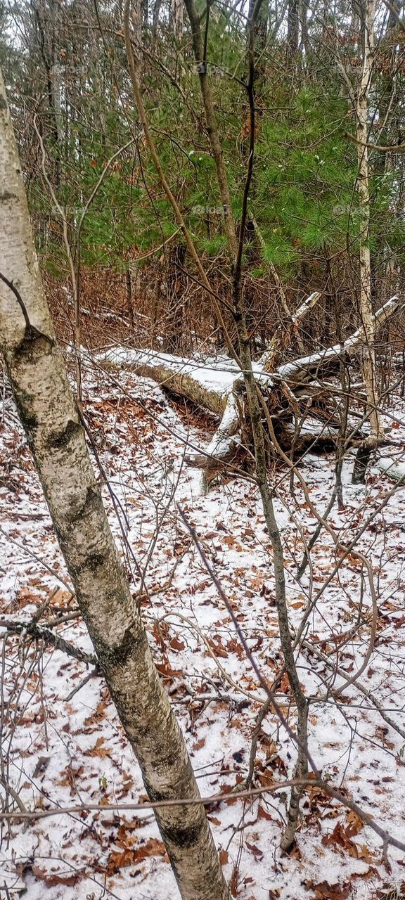 Fallen Frozen Tree