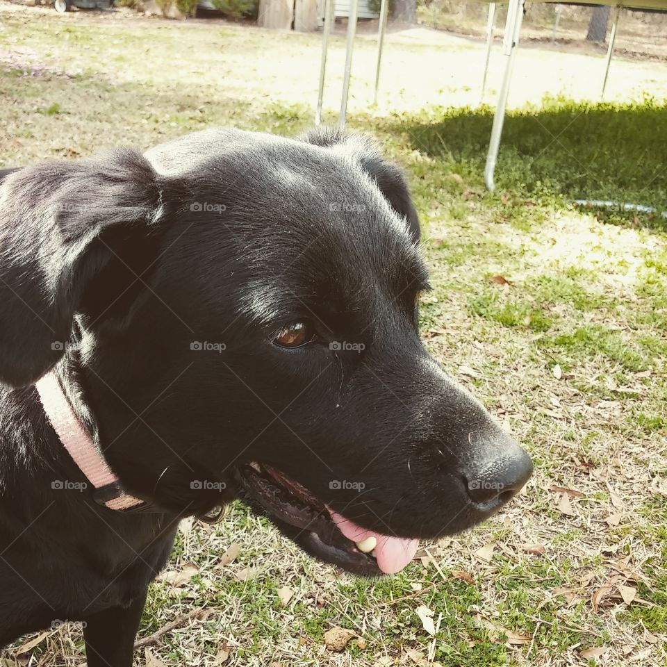 Ella the Lab, Smiling Dog