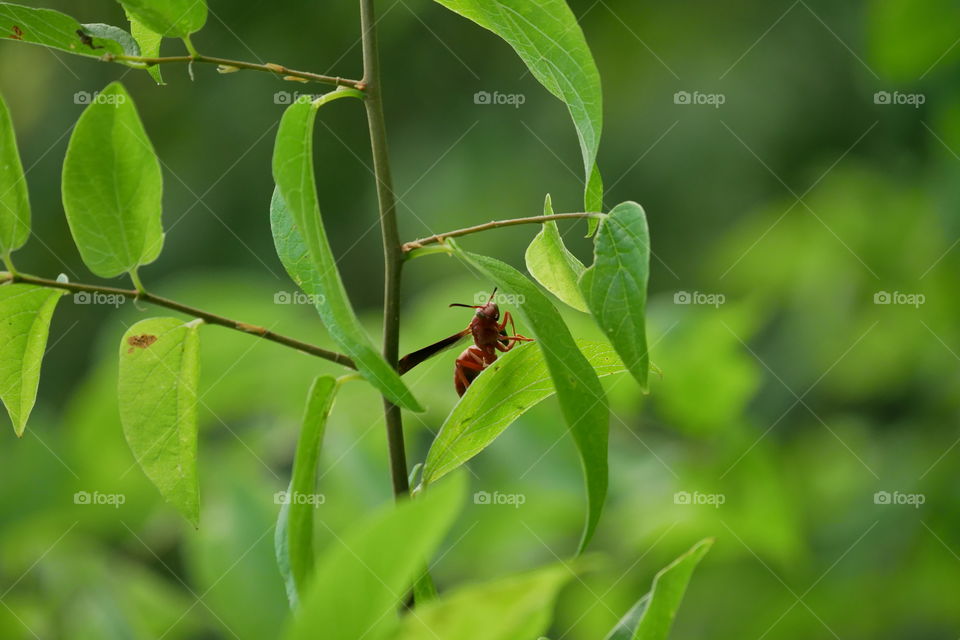 Red Paper Wasp Peaking out from Behind a Leaf