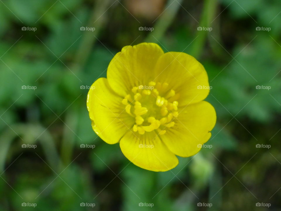 Yellow flower