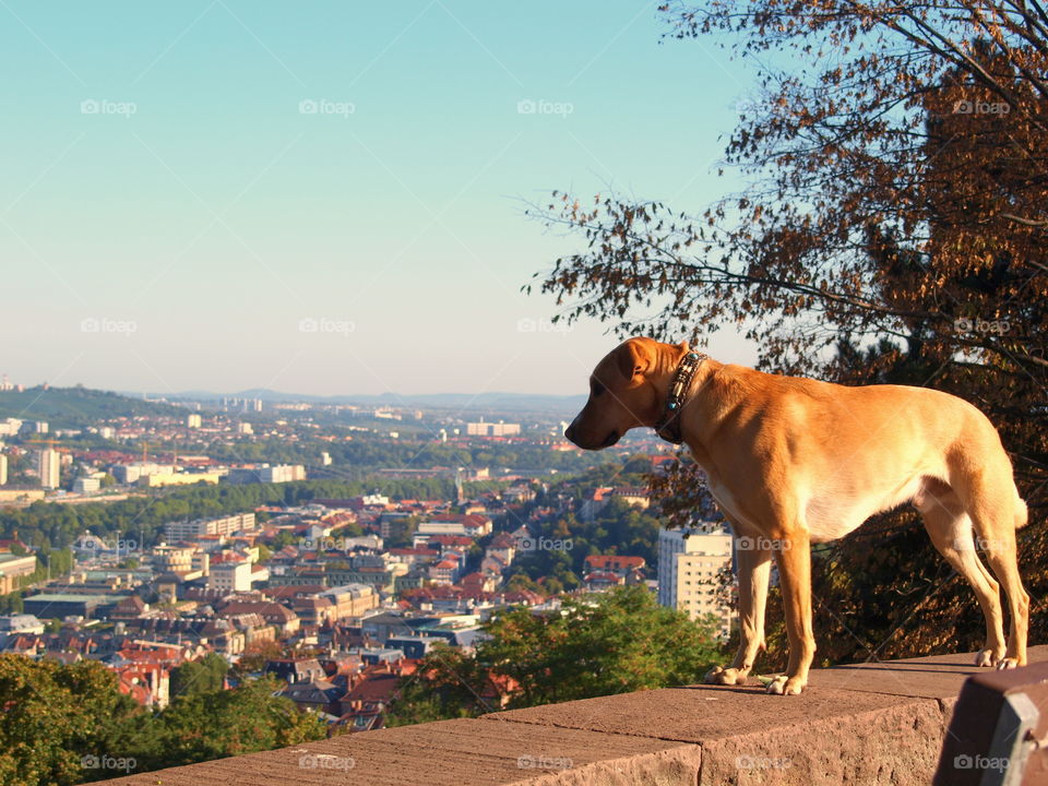 Golden Retriever / Labrador dog looking over the city from above during sunset on a warm summer day.