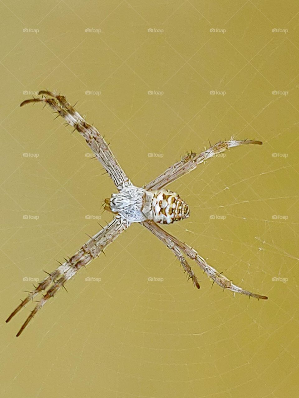spider captured