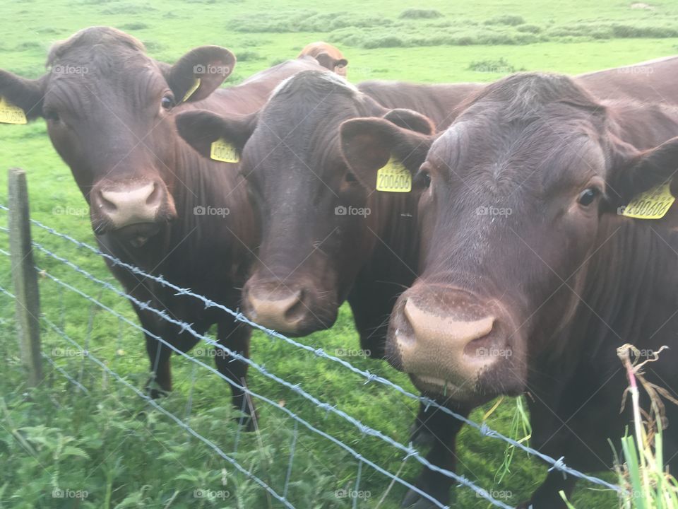 Sussex cattle 