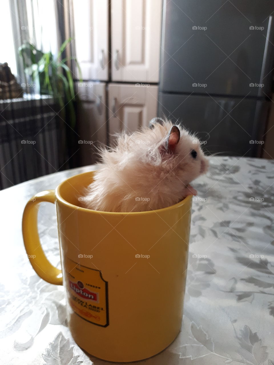 Hamster in a yellow tea cup