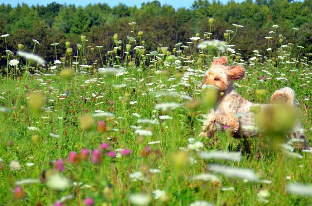 Running dog