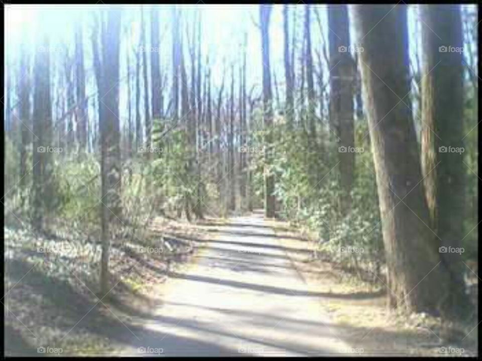 Spring Woodsy Trail
