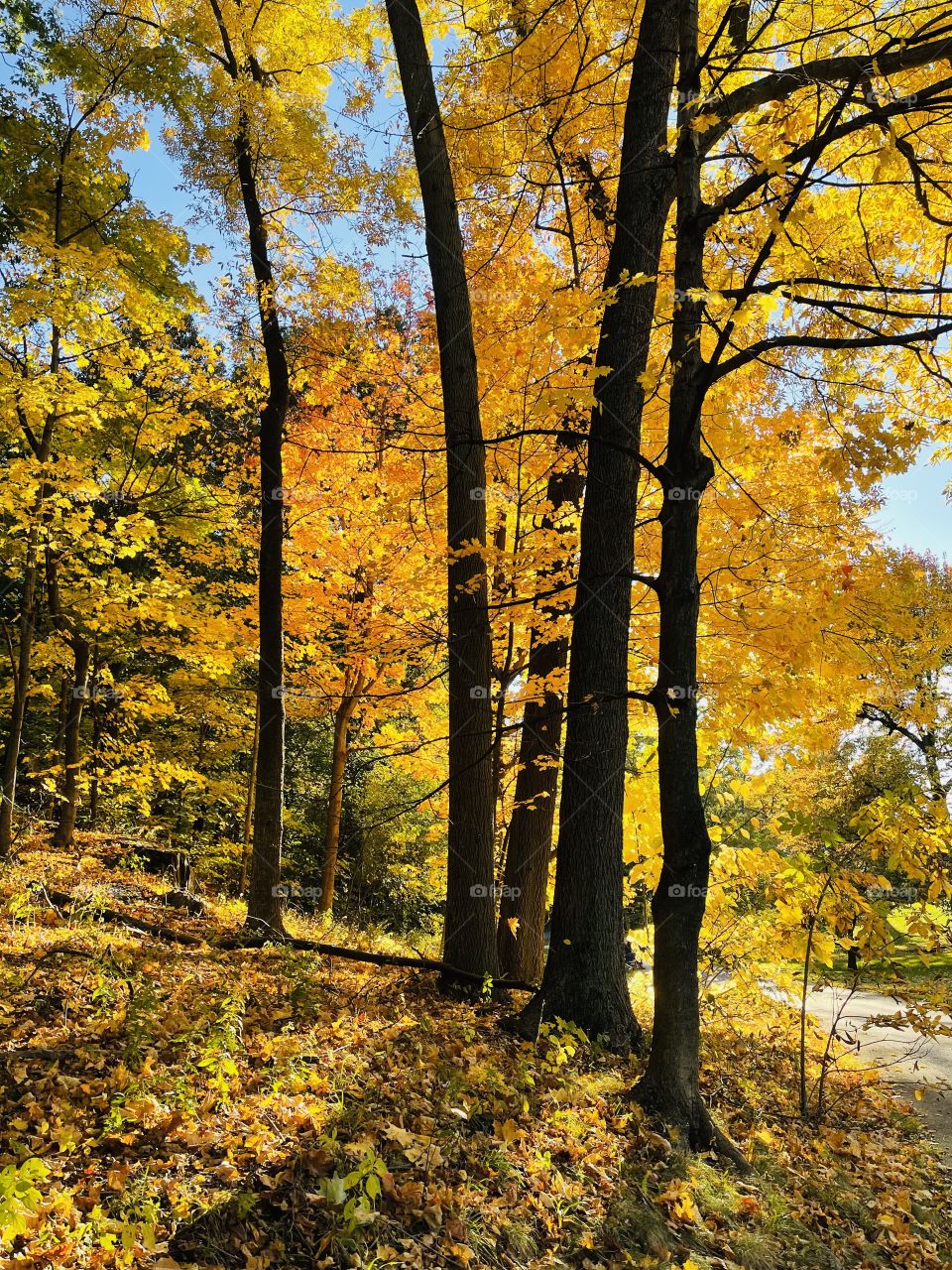 It's fall y'all-Stunning fall colors in the forest glows beautifully in the sunlight. 