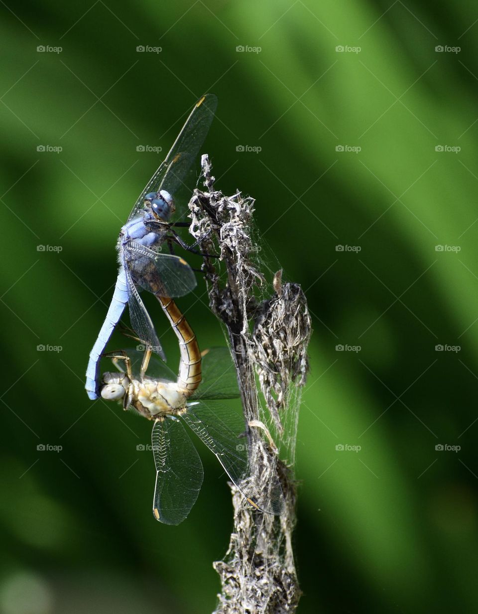 Mating of dragonflys