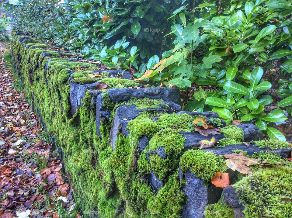 Moss on a stone 