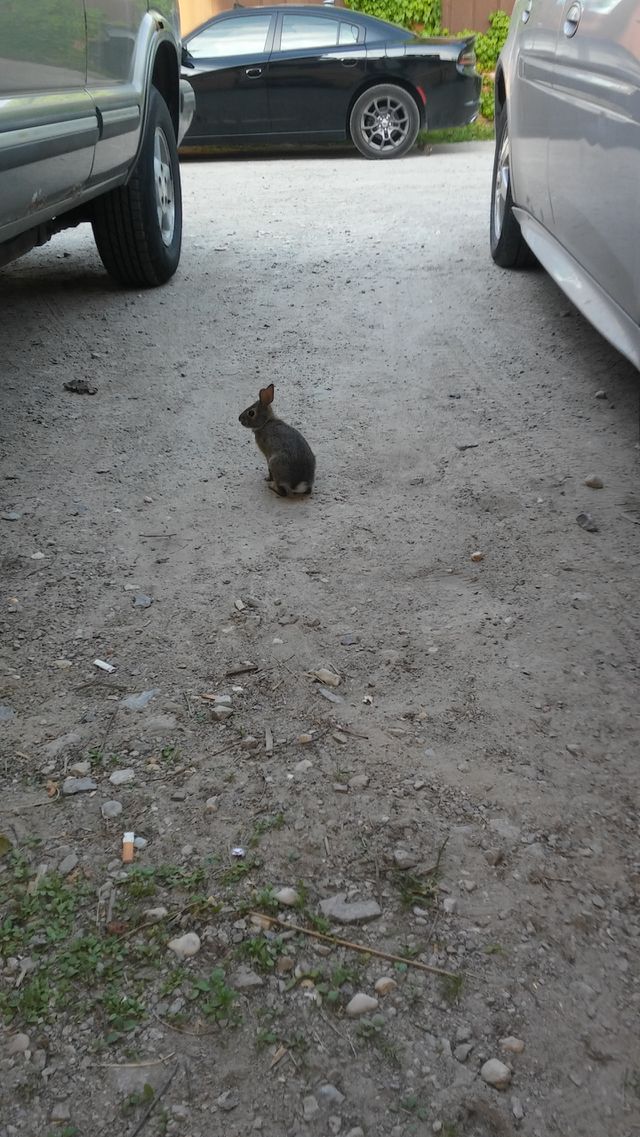 rabbit