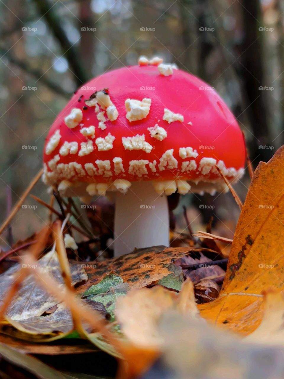 red fly agaric in autumn leaves