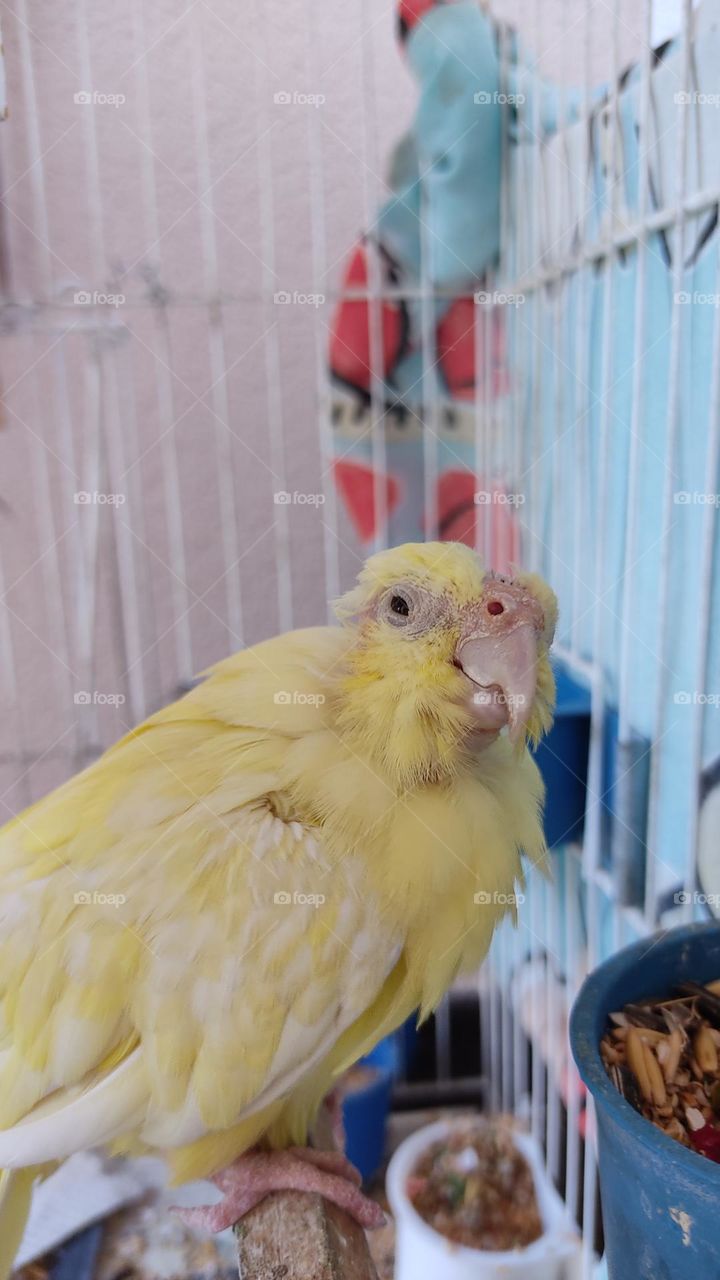birb