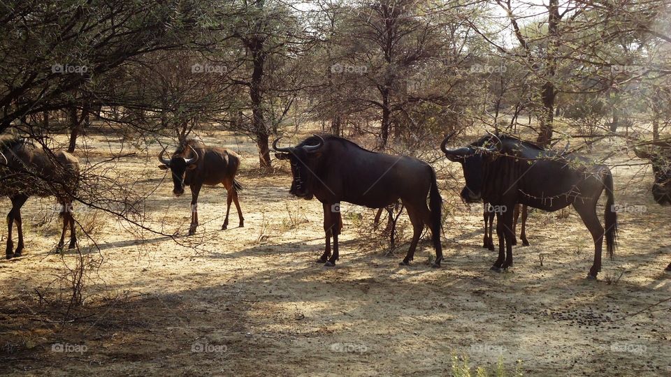 Curious Wildebeests