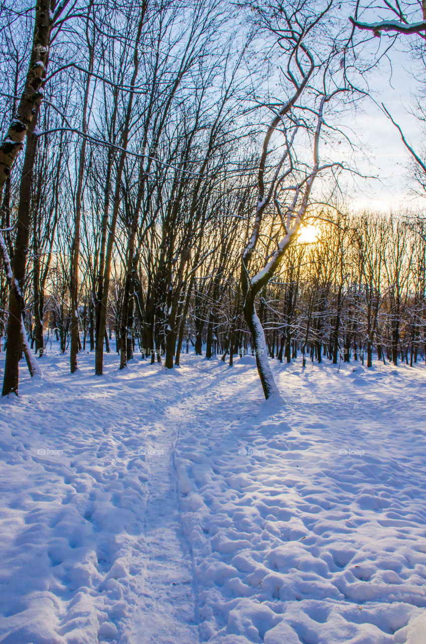 winter landscape