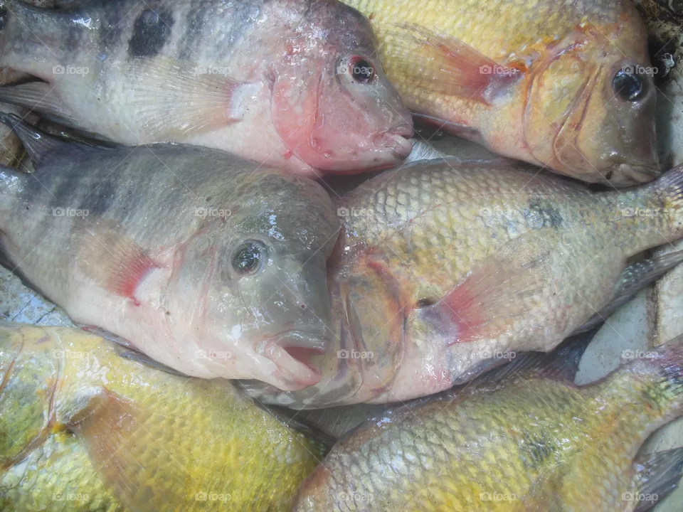 fish