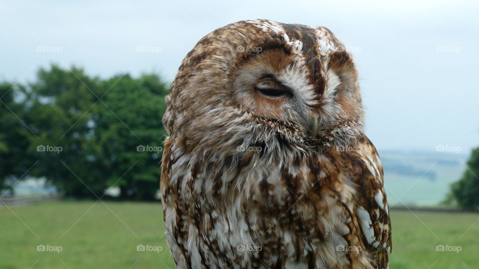 A owl in a field 