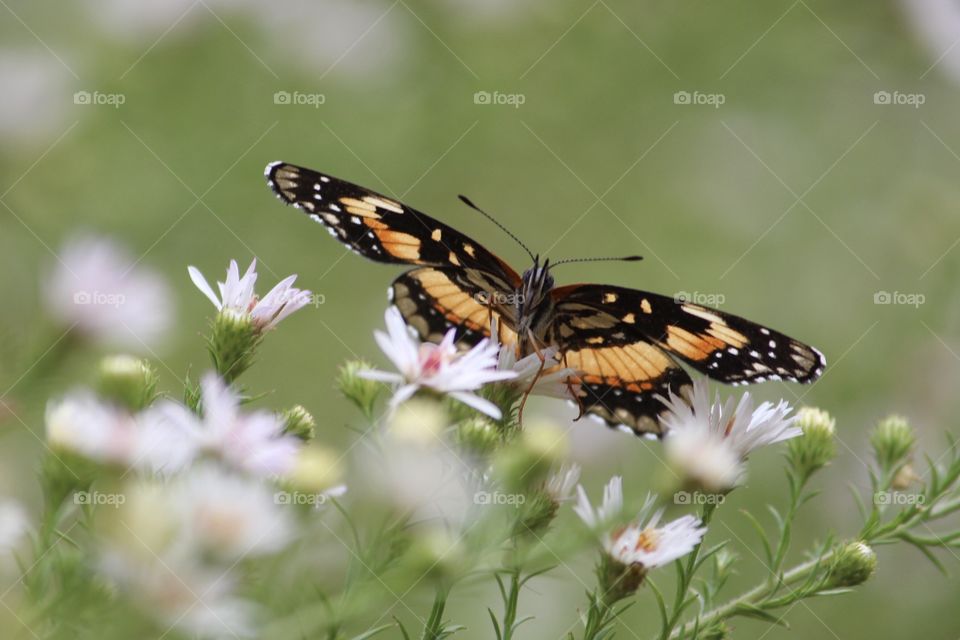 Yellow and Black Butterfly