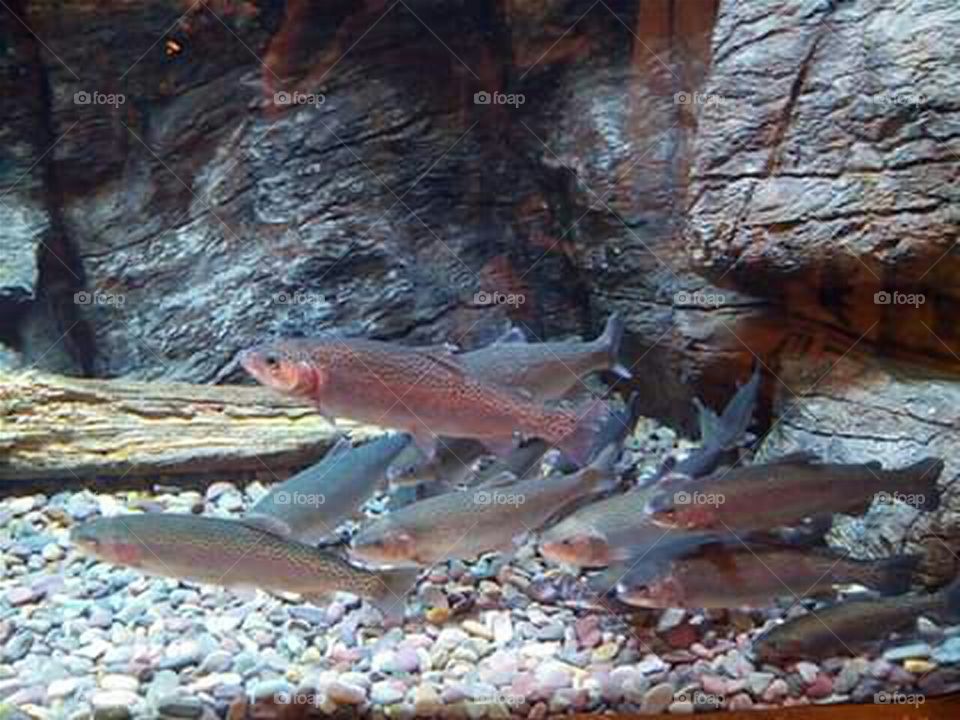 steelhead trout in aquarium