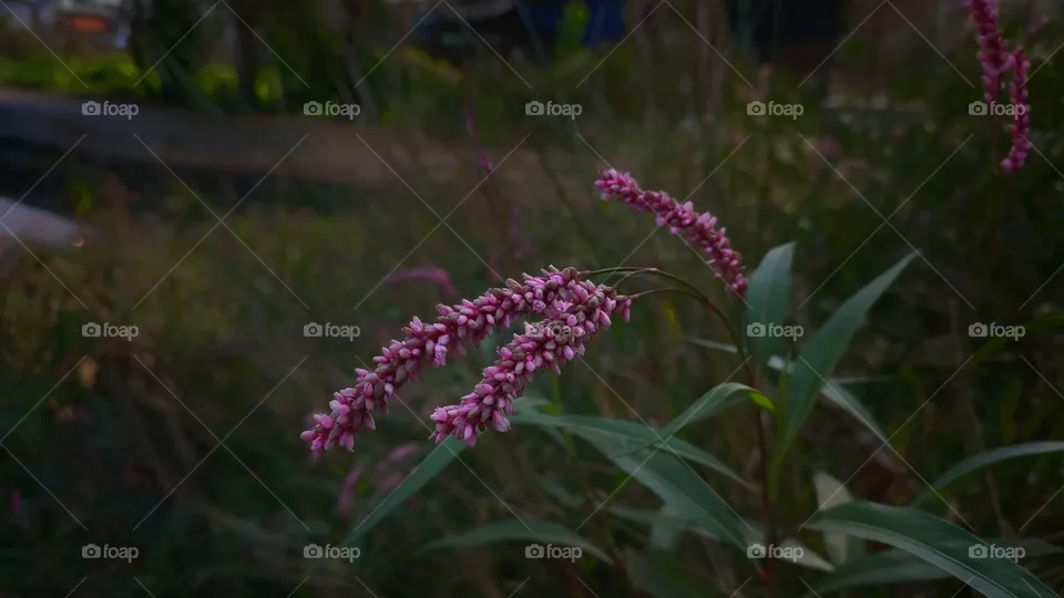 beautiful purple pink flowers