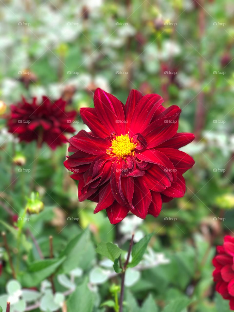 Focus on vivid deep red flower against blurred background 