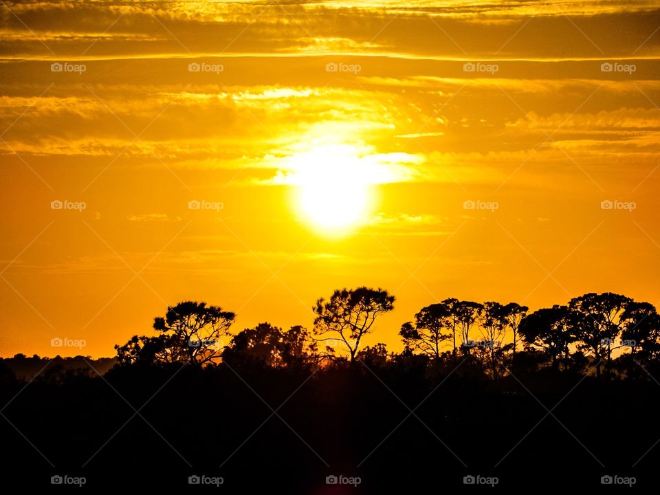 Golden sunset over tree silhouettes 