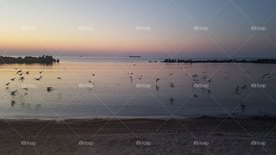 Seagulls on a lovely summer morning before sunrise