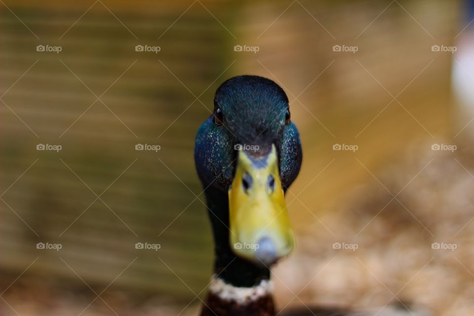 Closeup of a mallard duck