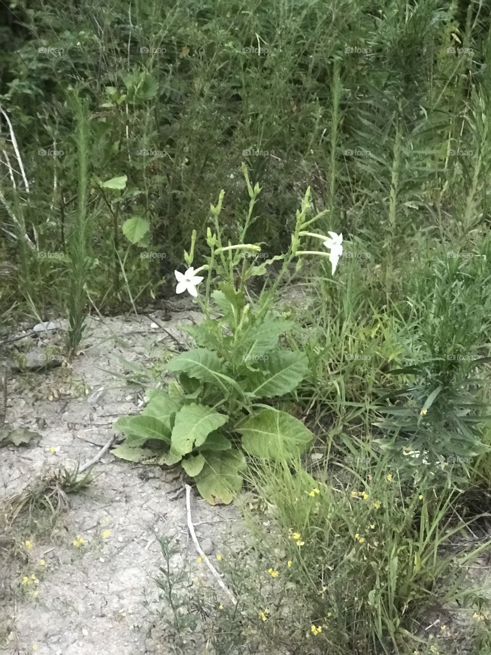 Лазаревское 
