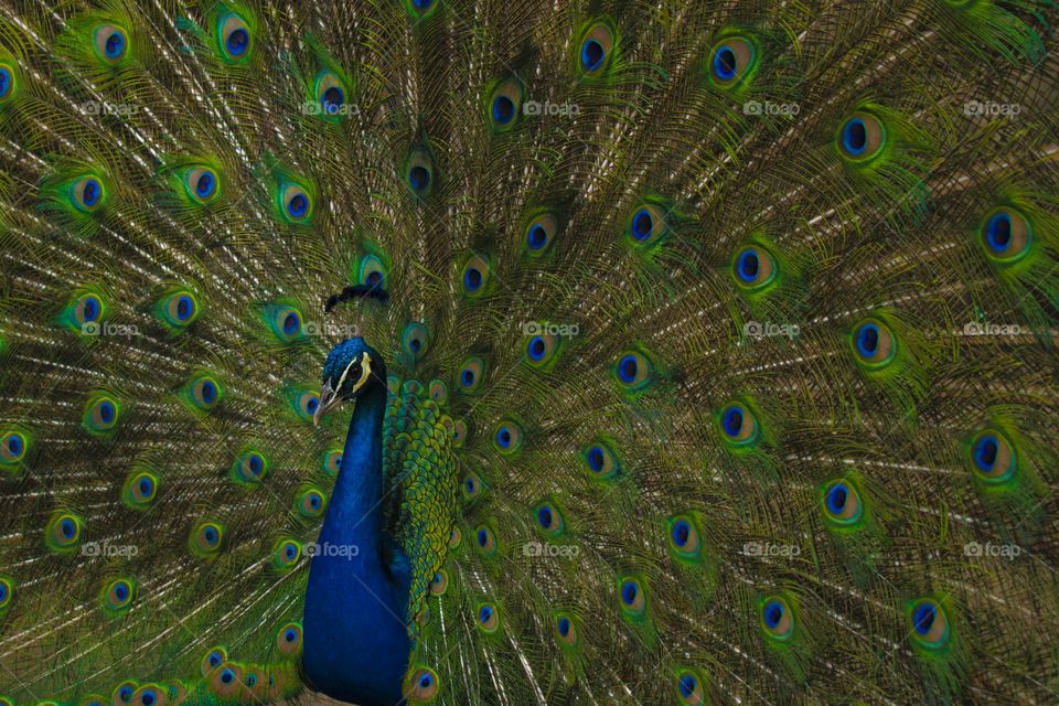 Pavo real