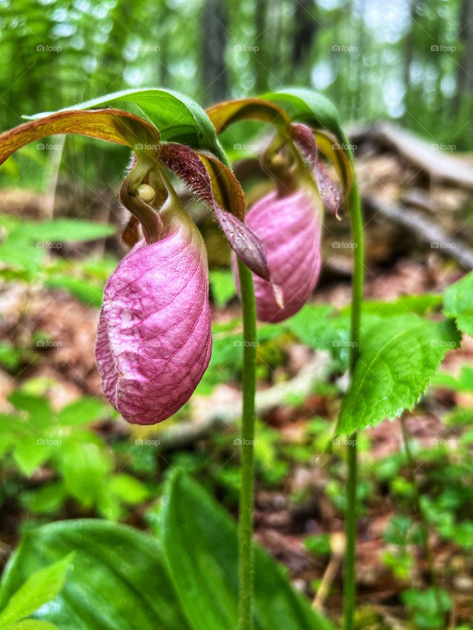 Photography of pink lady slipper flowers 