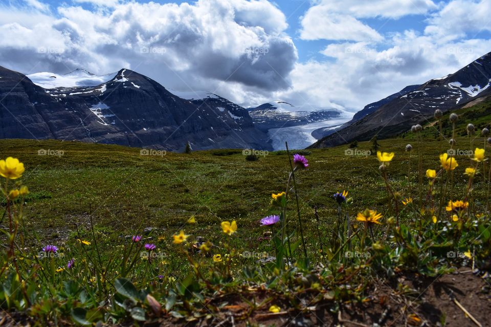 Colourful wildflowers dancing in the wind in the Canadian Rockies with the Saskatchewan Glacier as the backdrop.