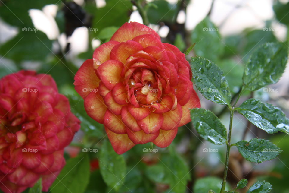 Miniature Yellow Rose with vibrant Orange and Red Edges with water drops in the petals.  Also known as Rainbow’s End Roses; Ring of Fire)