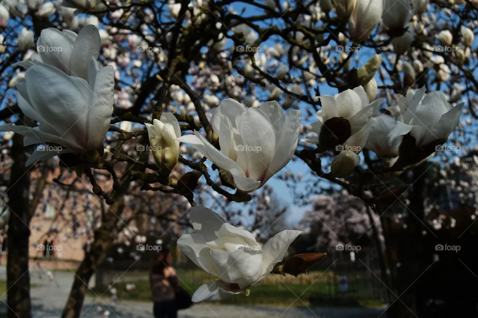flower