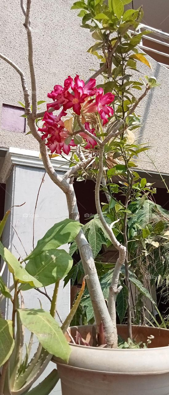Adenium flower 🌺 pink coloured flowers with white 🤍 background looks awesome 😎 The adenium also known as the desert rose. Adenium flower is medicinal herbs.