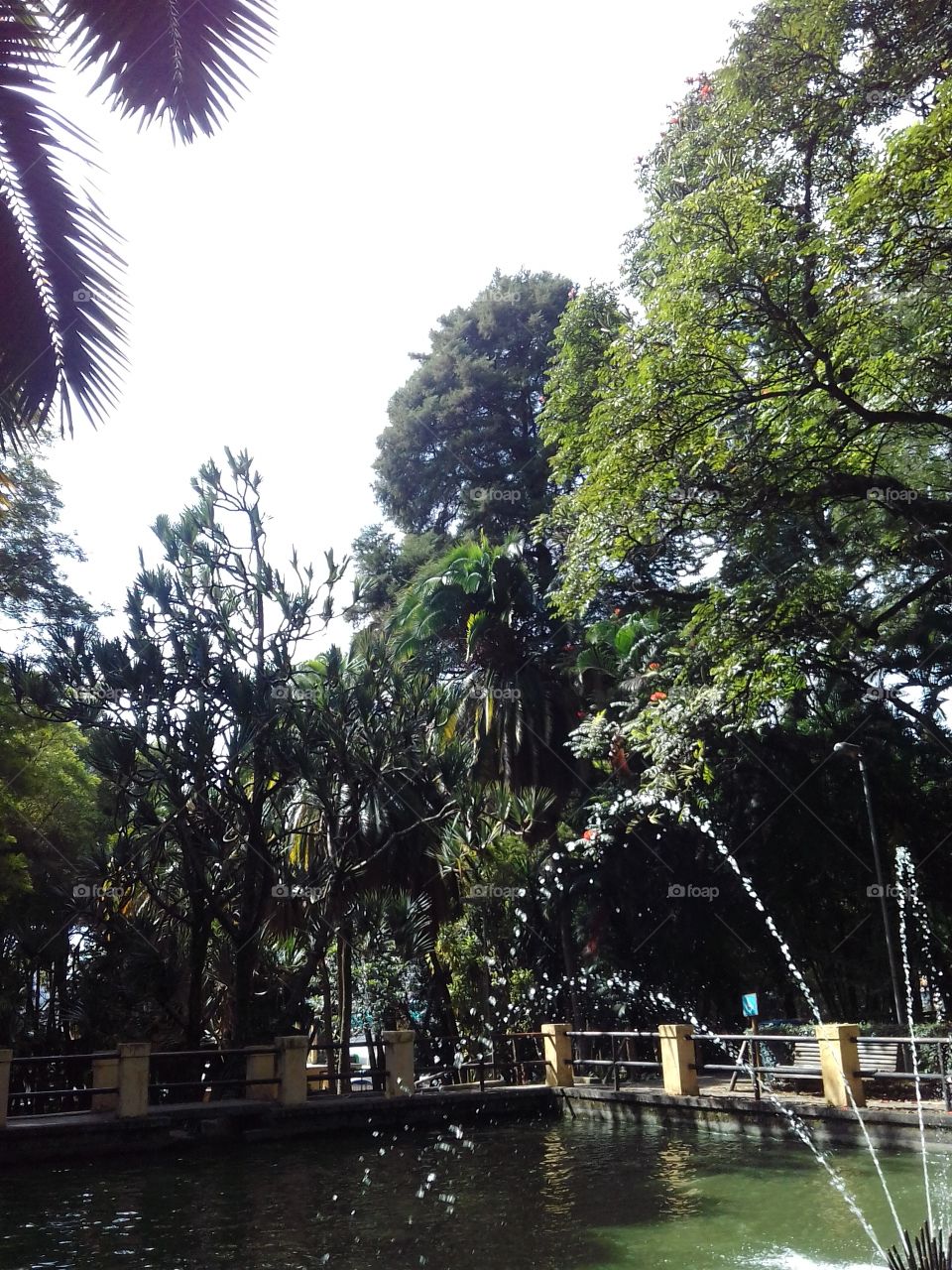 Fountain + Trees - Água Branca Park - São Paulo, Brasil