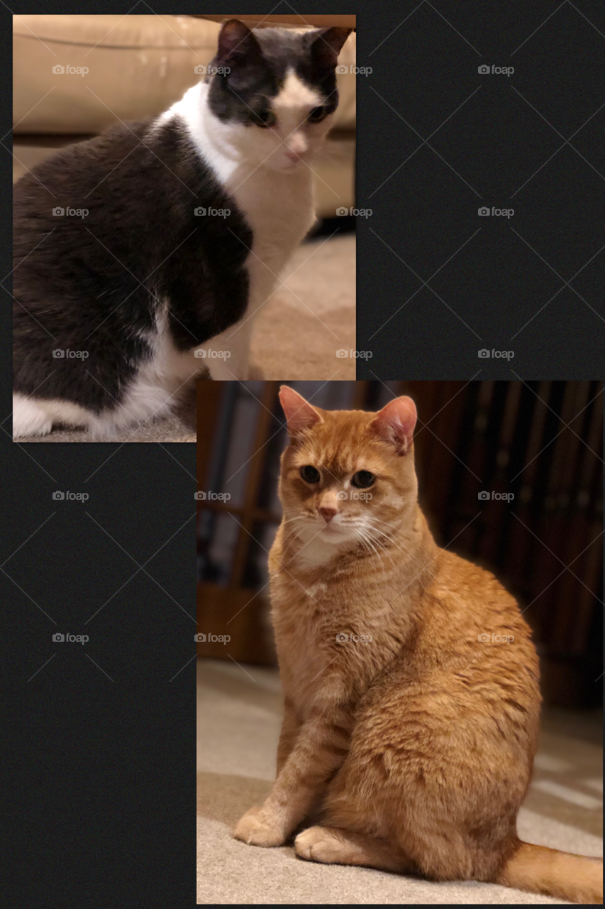 Black and White Cat and Ginger Color Tabby Cat