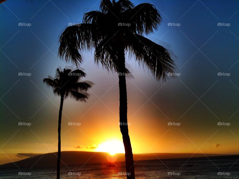 Tropical Palms at Sunset 