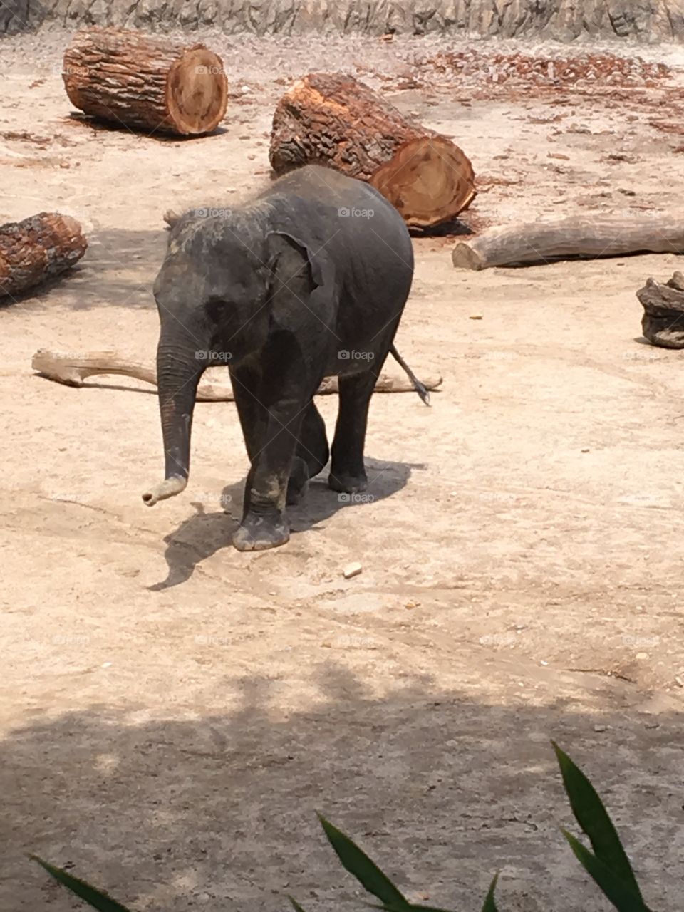 Asian elephant at Fort Worth zoo
