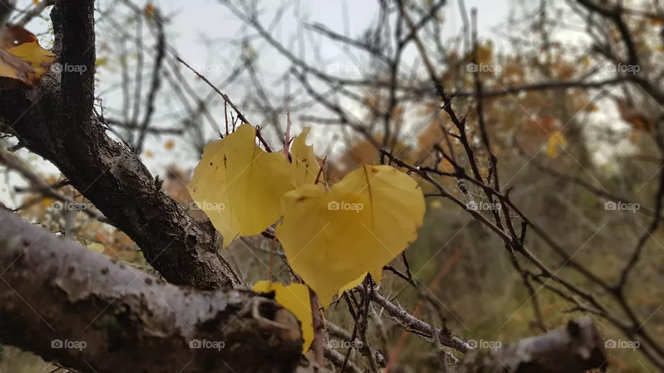 Autumn