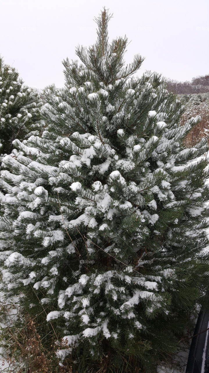 beautiful snowy tree
