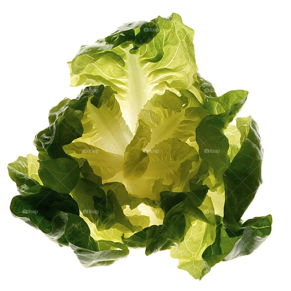 Lettuce leaf on white background